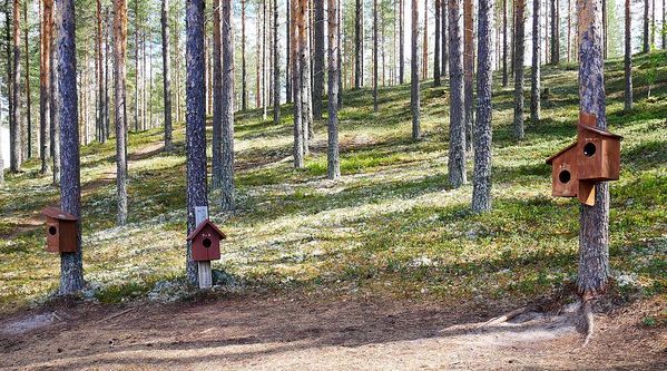 Parc National de Rokua
Keywords: Rokua;Finlande